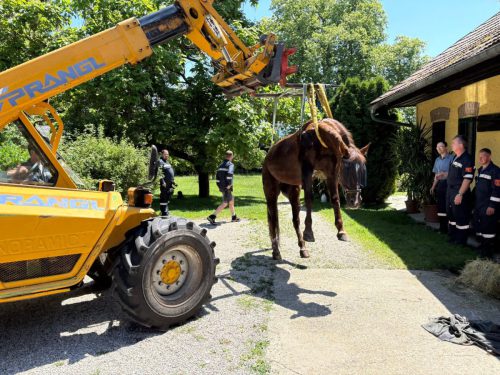 tierrettung_21062026 (3)
