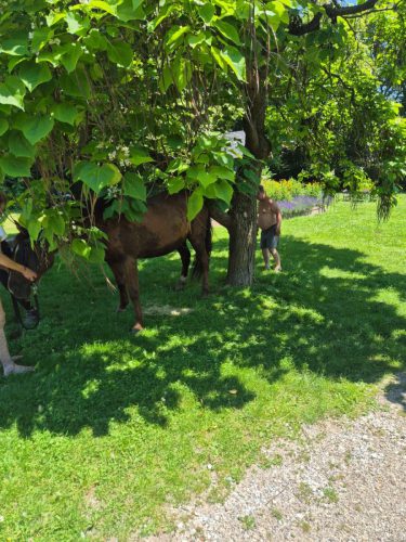 tierrettung_21062026 (4)